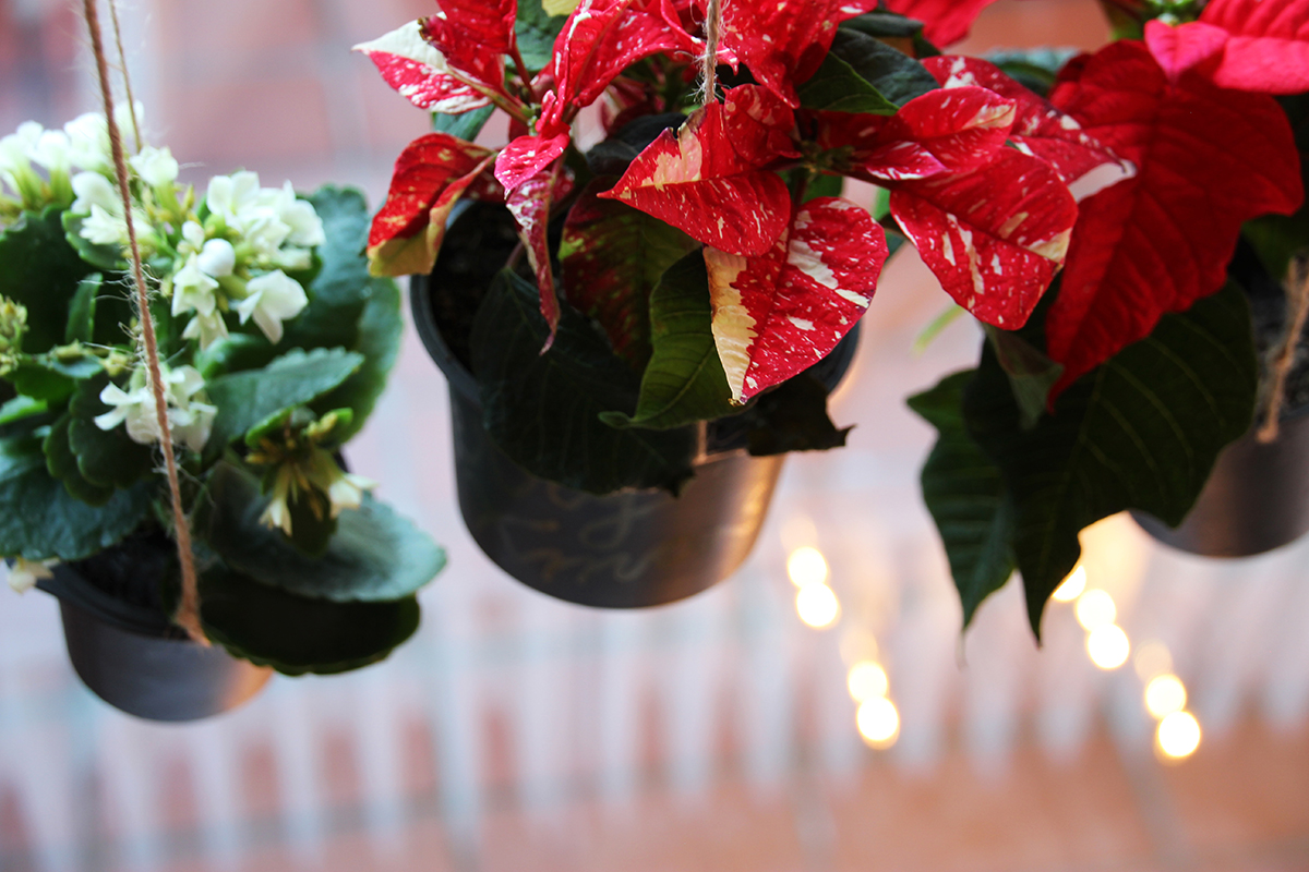 Blumenampeln Weihnachten Upcycling DIY binedoro